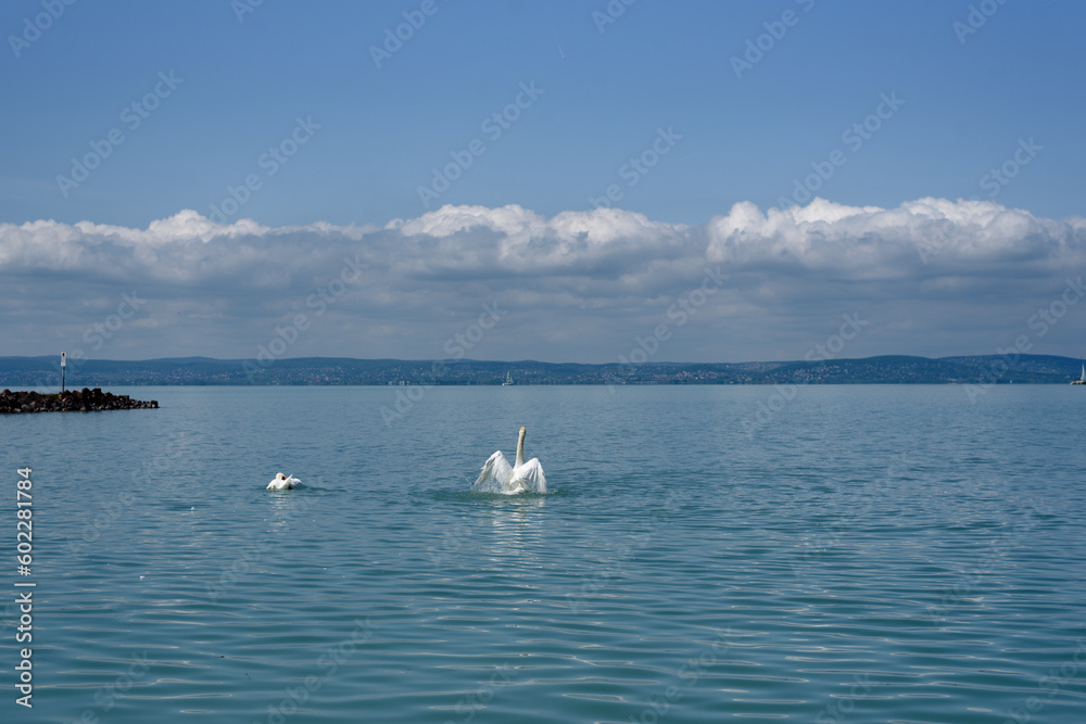 Mute swan (Cygnus olor) stretching its wings on a Balaton lake.