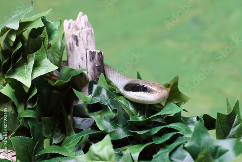 Schönnatter / Beauty rat snake / Orthriophis taeniurus callicyanous or Elaphe taeniura callicyanous photo