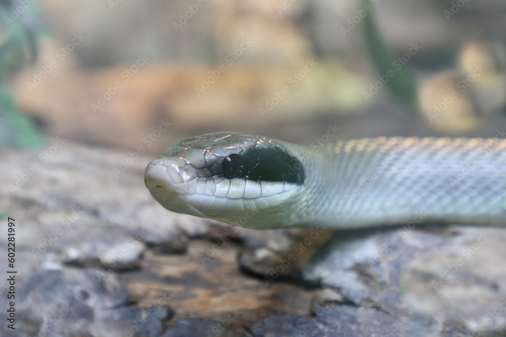 Obraz premium Schönnatter / Beauty rat snake / Orthriophis taeniurus callicyanous or Elaphe taeniura callicyanous