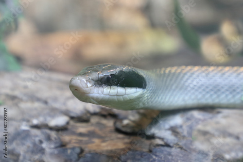 Schönnatter / Beauty rat snake / Orthriophis taeniurus callicyanous or Elaphe taeniura callicyanous