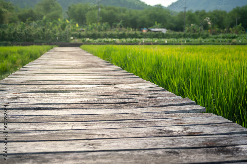 Weathered wooden board walkway among the greenery rice field environment with natural rural scene as background. Selective focus on the wooden board at front.