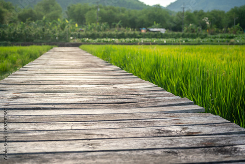 Weathered wooden board walkway among the greenery rice field environment with natural rural scene as background. Selective focus on the wooden board at front.