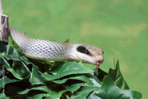 Schönnatter / Beauty rat snake / Orthriophis taeniurus callicyanous or Elaphe taeniura callicyanous photo