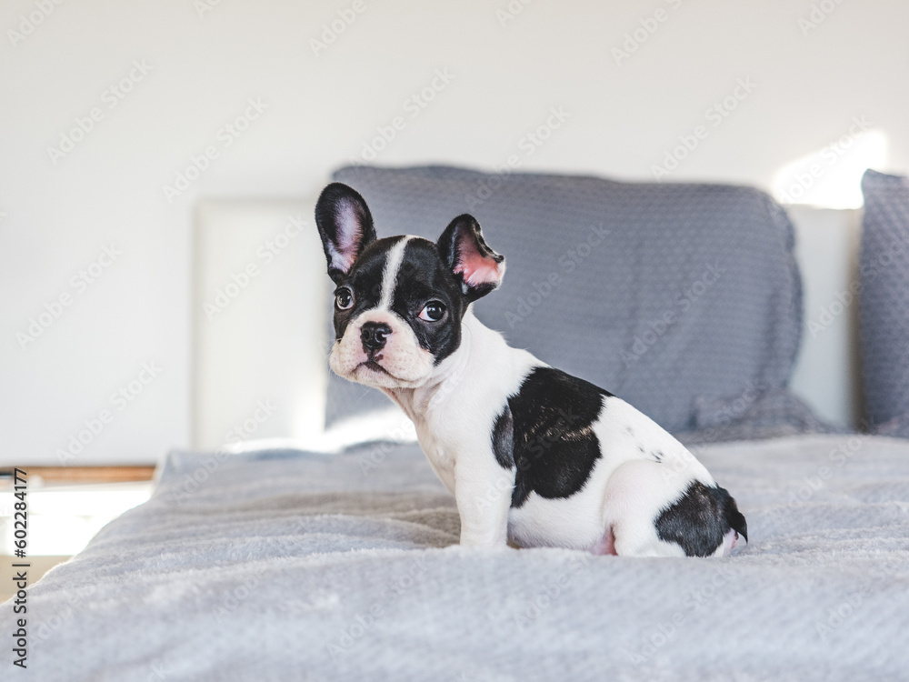 Cute puppy sitting on the bed in the living room. Clear, sunny day. Closeup, indoors. Studio photo. Day light. Concept of care, education, obedience training and raising pets