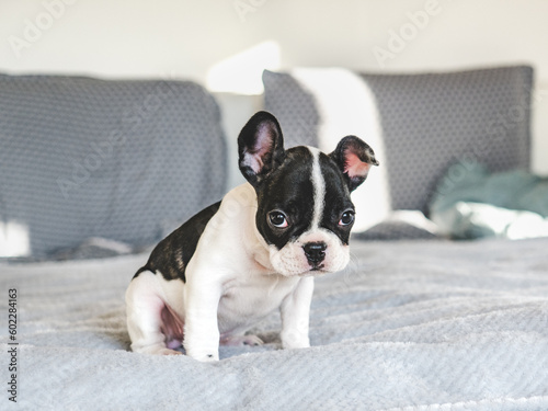Cute puppy sitting on the bed in the living room. Clear, sunny day. Closeup, indoors. Studio photo. Day light. Concept of care, education, obedience training and raising pets