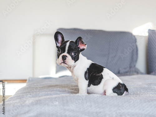 Cute puppy sitting on the bed in the living room. Clear, sunny day. Closeup, indoors. Studio photo. Day light. Concept of care, education, obedience training and raising pets