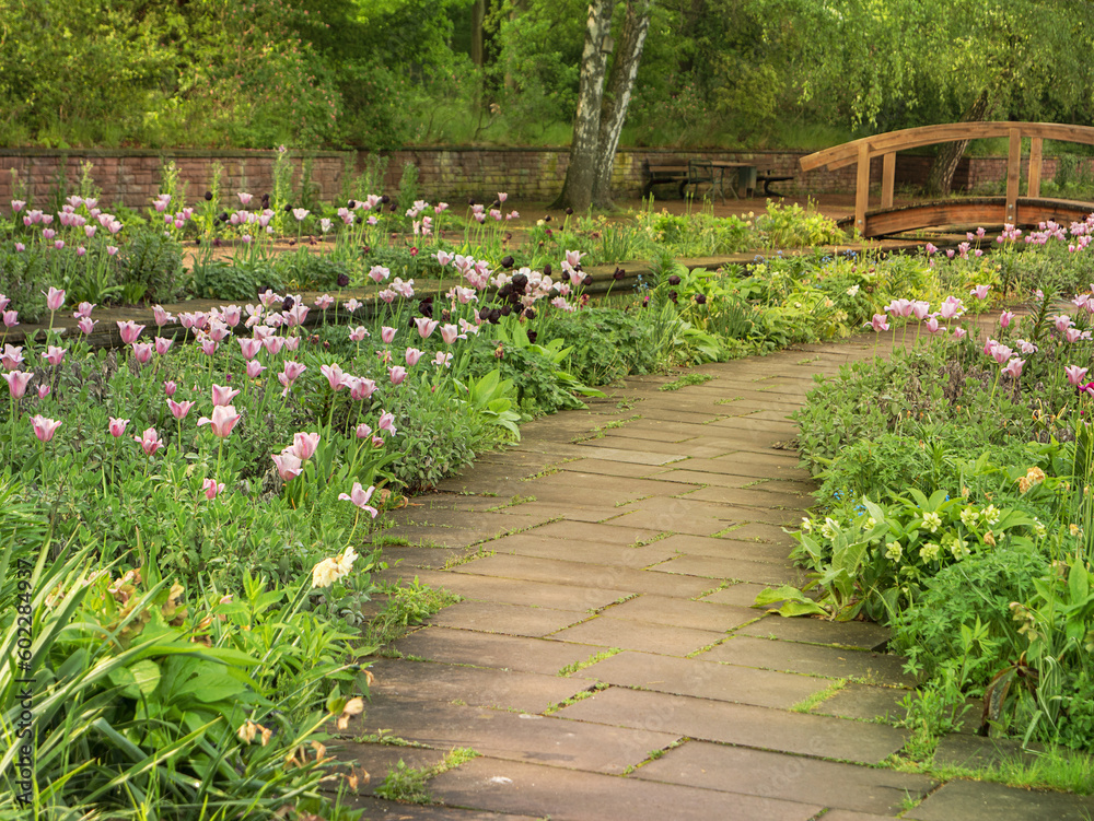 A path, a walking path with blooming tulips, a wooden Japanese bridge in the park Dowesee, Braunschweig. Relax Park, outdoor recreation. A path, a walking path with blooming tulips, a wooden Japanese bridge in the park Dowesee, Braunschweig. Relax Park, outdoor recreation.