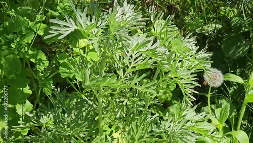 Wormwood Artemisia absinthium.  Wormwood branch, leaves and wormwood flowers. Cosmetics and medical plant. 
