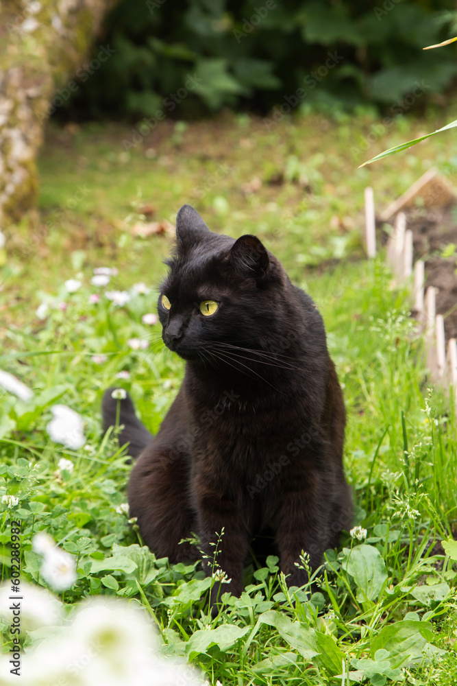 Cute black cat with yellow eyes and attentive look in spring summer garden in green grass and flower Cute black cat with yellow eyes and attentive look in spring summer garden in green grass and flower