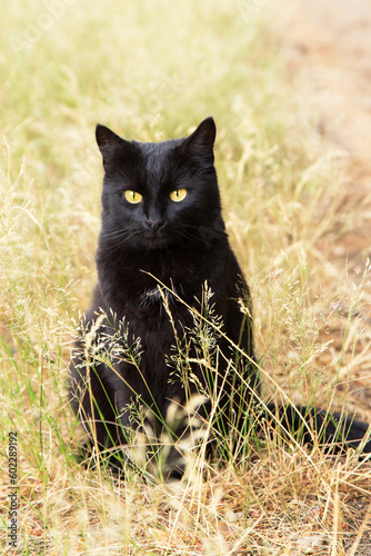 Beautiful bombay black cat portrait with yellow eyes and attentive look in garden grass in spring summer nature in sunlight