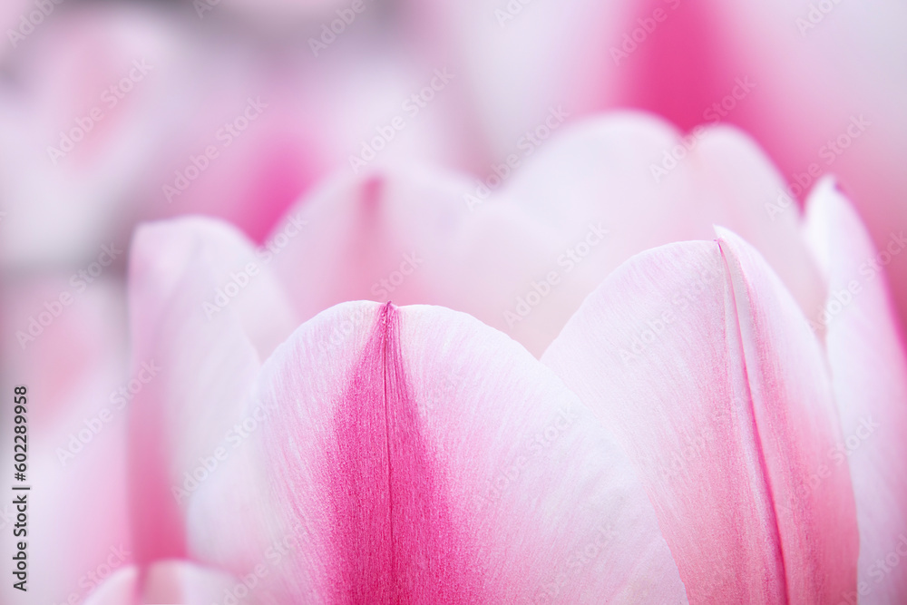 Close-up of the bicolor Tulip flower petals on the blooming Tulips background