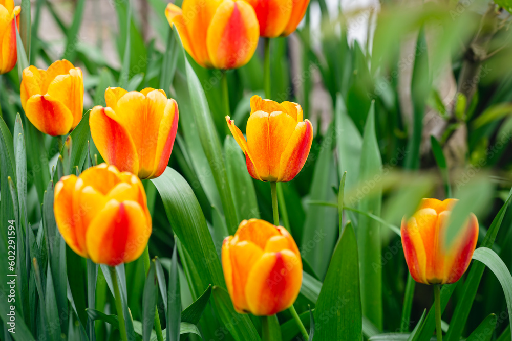 Close-up of of spring-blooming red-yellow tulips flower in the garden.
