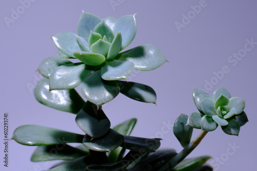 Potted Echeveria desmetiana. Houseplant succulent with a baby. Stretched out glossy flower on grey background. Issues of growing. photo