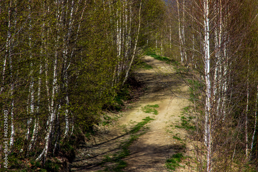 Hiking trail in the mountains of Romania