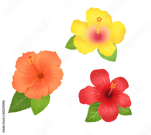 Hibiscus flower illustration                                  