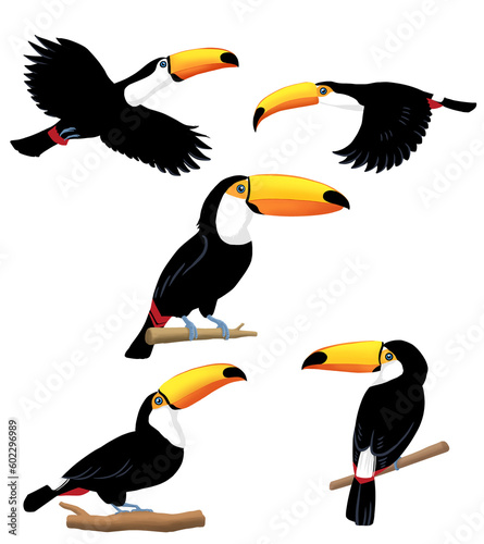 Toco Toucan illustration of various movements