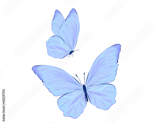 blue butterfly isolated on white