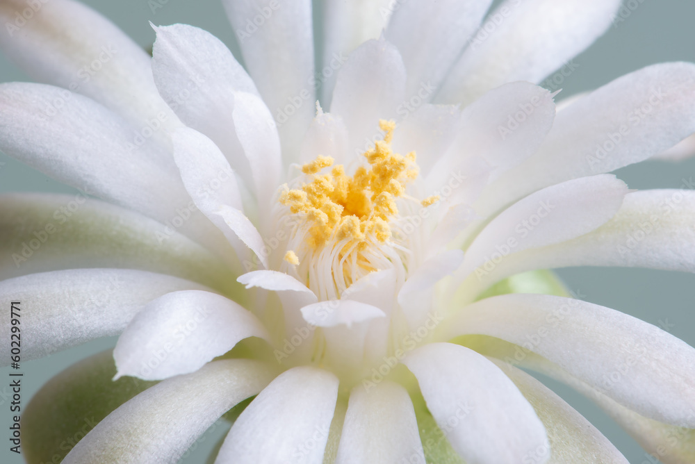 Close up fullboom flower of cactus