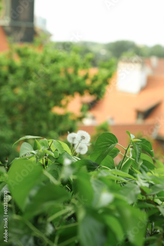 White dandelion flowers in a garden