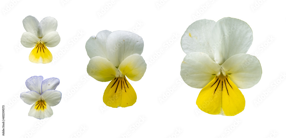 Viola arvensis flowers isolated on transparent background. PNG file.
