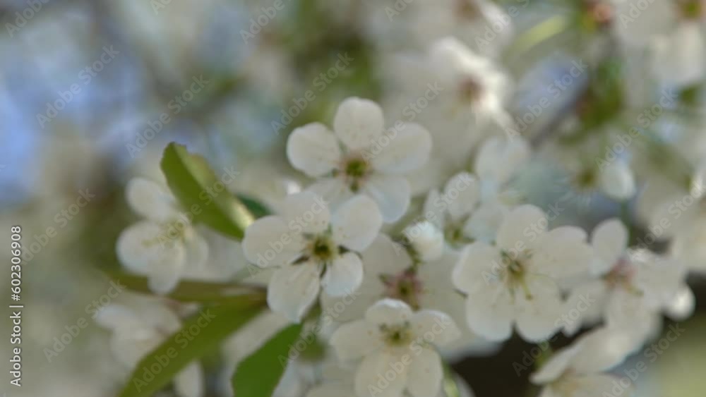 White cherry blossoms sway in the wind. Spring flowering fruit tree garden. Floral natural background. Delicate flowers in the sunlight day. Blur bokeh nature. Flower bloom bud Leaf closeup. Aesthetic White cherry blossoms sway in the wind. Spring flowering fruit tree garden. Floral natural background. Delicate flowers in the sunlight day. Blur bokeh nature. Flower bloom bud Leaf closeup. Aesthetic