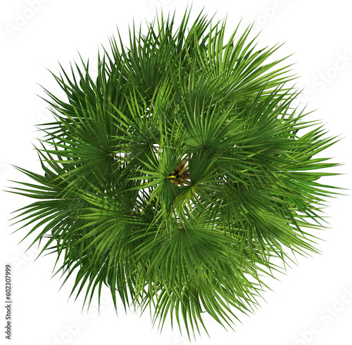 Top view of palm tree photo
