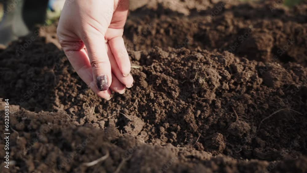 sowing parsley seeds in the garden. the concept of a healthy lifestyle sowing parsley seeds in the garden. the concept of a healthy lifestyle