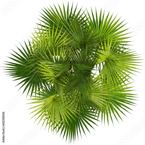 Top view of palm tree