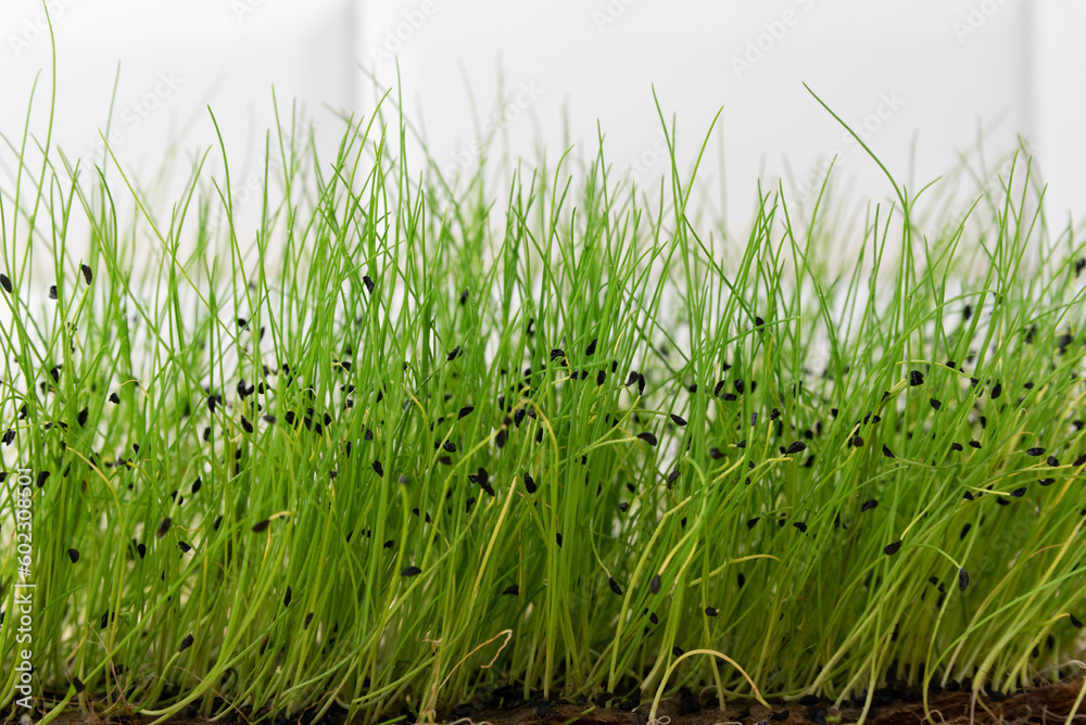 Fototapeta premium The concept of a healthy lifestyle and diet, eco-product. Growing seedlings, vegetable greens, fresh micro greens, raw sprouts at home.