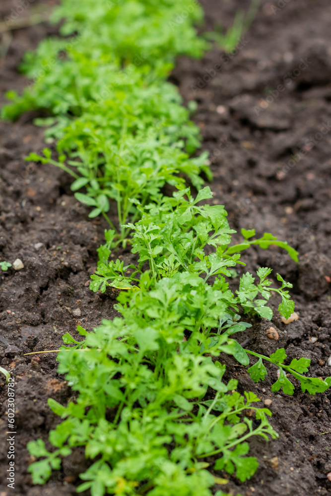 Young parsley on the ground, thin stalks of green young parsley grow on freshly plowed land in a garden bed. Organic food Young parsley on the ground, thin stalks of green young parsley grow on freshly plowed land in a garden bed. Organic food