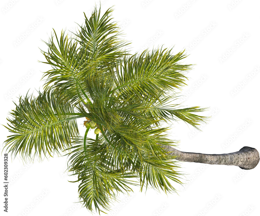 Top view of palm tree