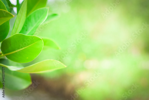 green nature background. ecology system in spring and summer background concept
