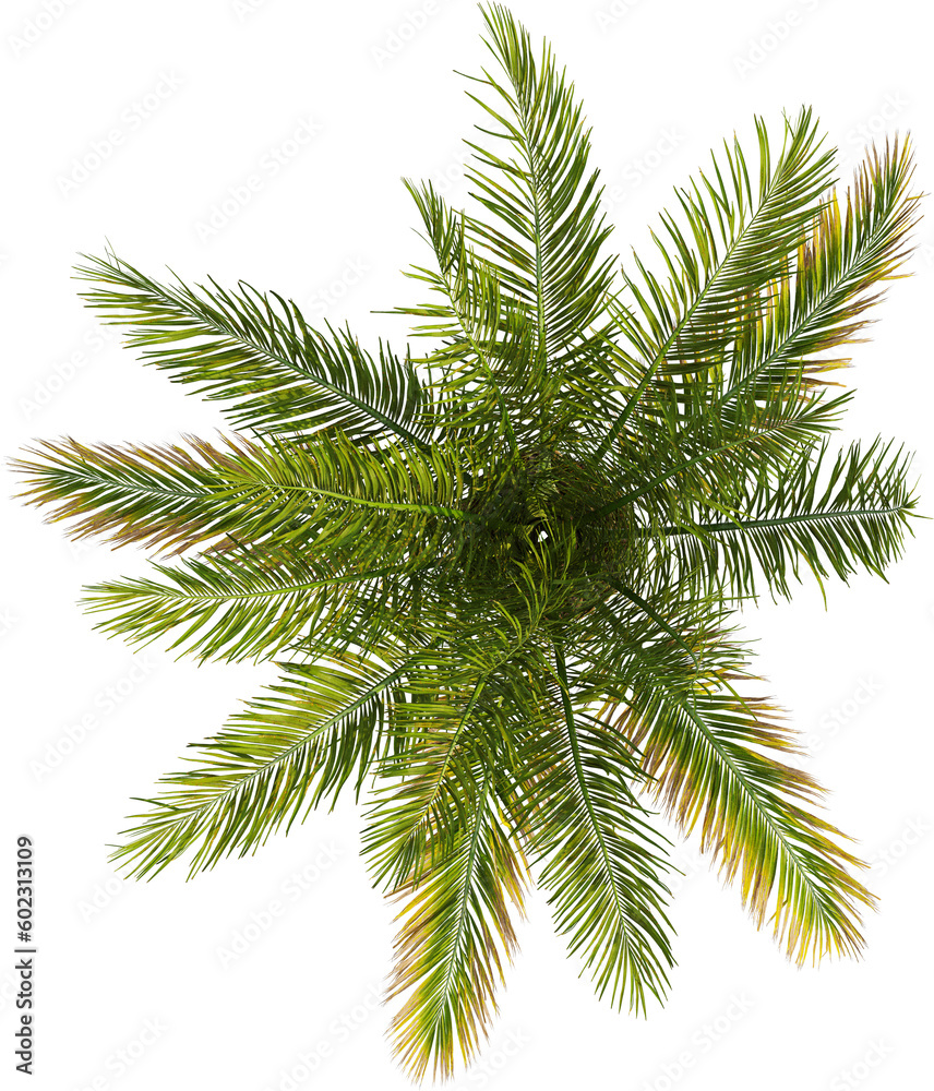 Top view of palm tree Top view of palm tree