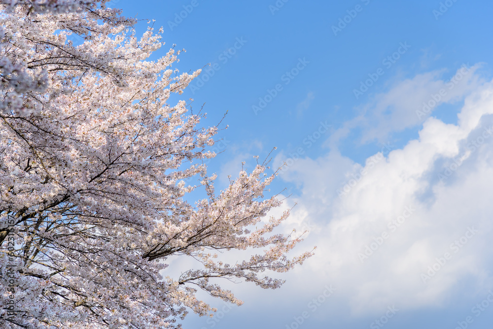Japanese cherry blossom Shimoe Yoshino sakura with blue sky.