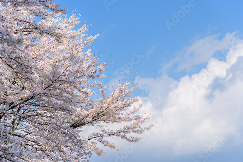 Japanese cherry blossom Shimoe Yoshino sakura with blue sky.