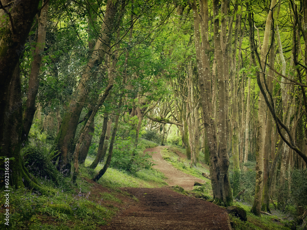 Obraz premium Bosahan woodland path near falmouth cornwall england uk 
