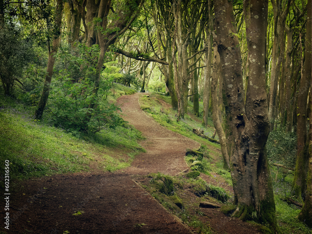 Fototapeta premium Bosahan woodland path near falmouth cornwall england uk 
