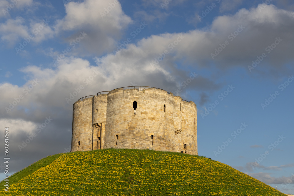Cliffords Tower, historic castle building in the centre of York, North Yorkshire, Engalnd. Castle hill surrounded by daffodils. 
