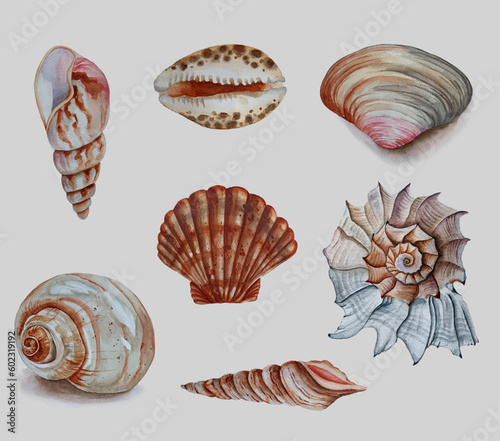 Watercolor sea shells set isolated on white background. Marine blue navy underwater elements design. Mollusk hand drawn sketch.