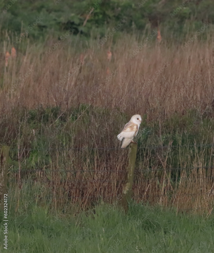 A beautiful animal portrait of a perched Barn Owl A beautiful animal portrait of a perched Barn Owl