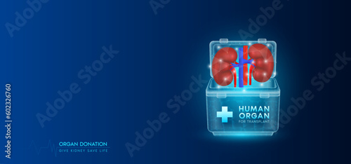 Donor organ. Human kidney in cooler box translucent low poly triangles with copy space for text. Donation for organ transplantation. Medical innovation diagnosis treatment concept. Banner vector.