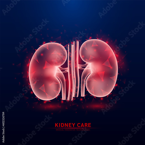 Human kidney internal organ red translucent in the form low poly triangles on dark blue background. Anatomy futuristic hologram innovative technology. Healthcare medical and science concept. Vector.