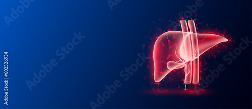 Human liver red translucent low poly triangles on dark blue background with space for text. Organ anatomy futuristic glowing hologram. Medical and science concept. Banner design vector.