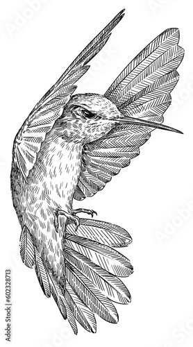 Vintage engraving isolated hummingbird set illustration ink humming sketch. Bird background colibri tropical silhouette art. Black and white hand drawn image. photo