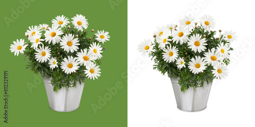 Foto Daisies Blooming plant in a metal vintage bucket