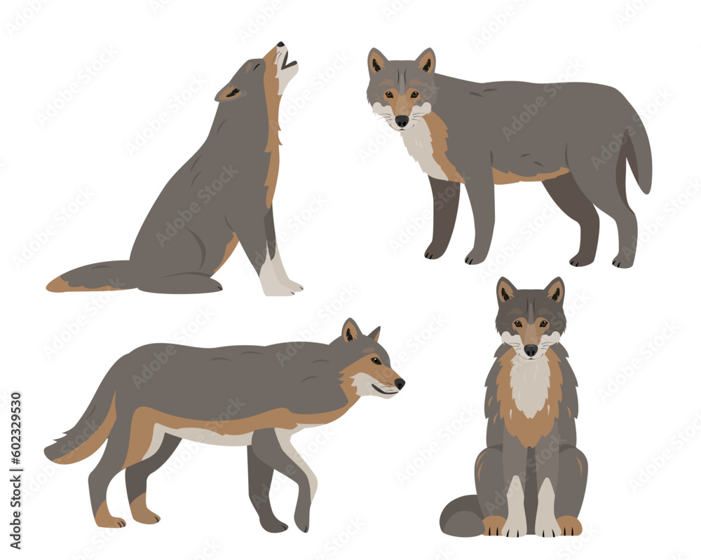 Set of wolves in different poses. Wild grey Wolf animal icons isolated on white background. Canis lupus. Vector illustration.