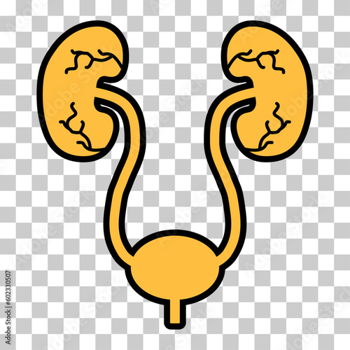Urology health human icon, anatomy medical body bladder sign, biology vector illustration