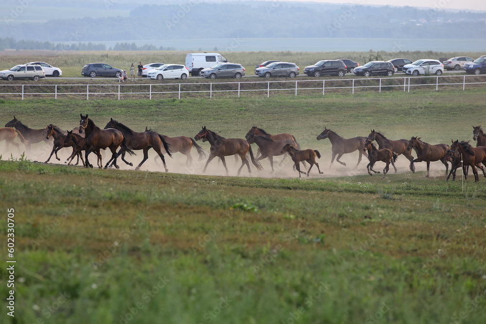Naklejka premium A herd of horses in a field, on a blurry background in the distance, a highway with cars