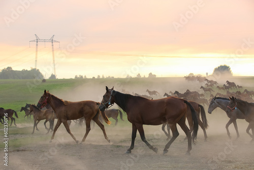 A herd of horses in a field runs in the dust at sunset 