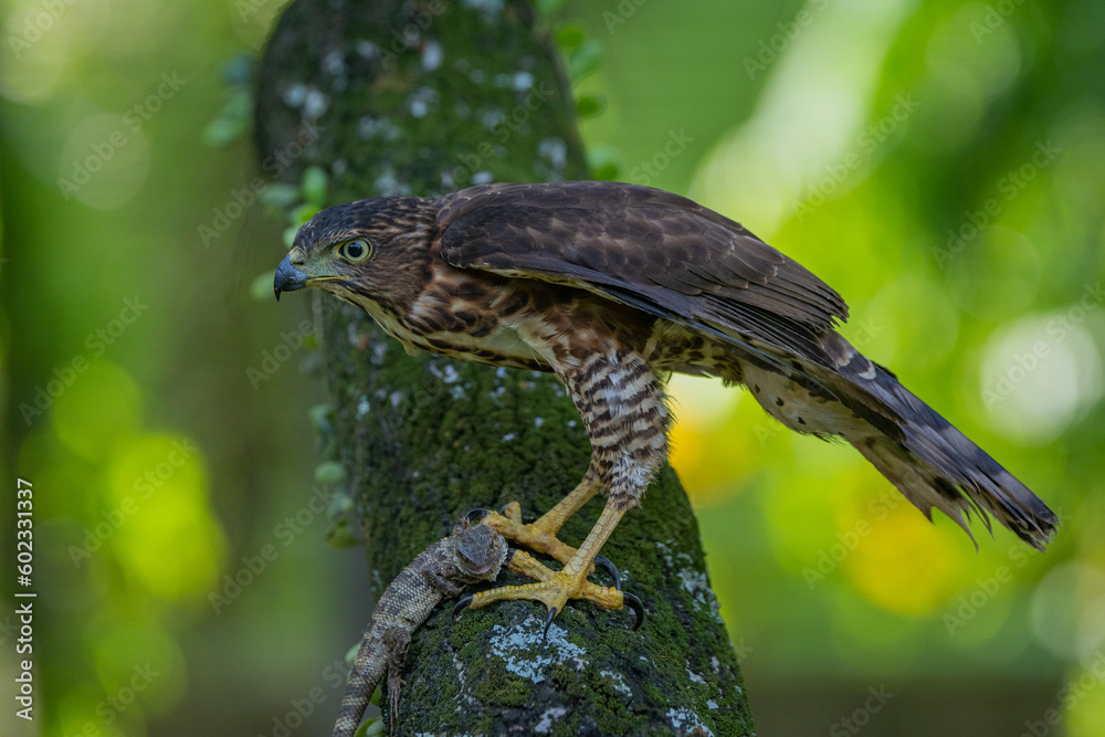 Obraz premium A crested goshawk Accipiter trivirgatus native to tropical asia attack a sunbeam snake xenopeltis unicolor with natural background